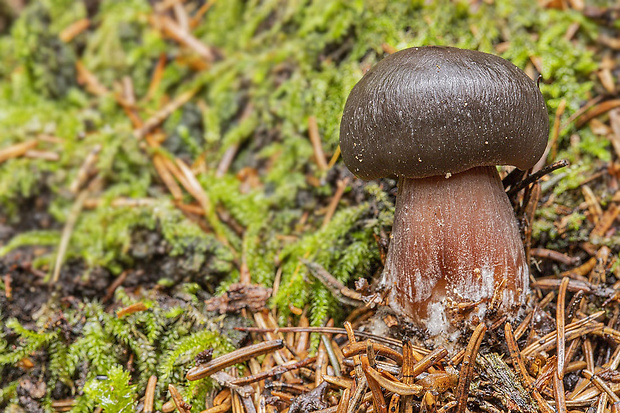 peniazovka maslová sivá  Rhodocollybia butyracea f. ase