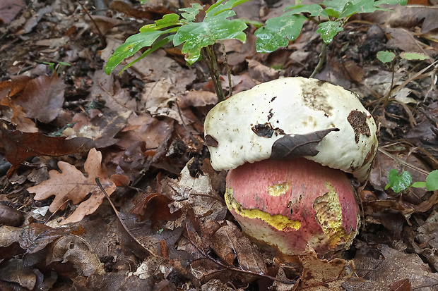 hríb satanský Rubroboletus satanas f. satanas (Lenz) Kuan Zhao & Zhu L. Yang