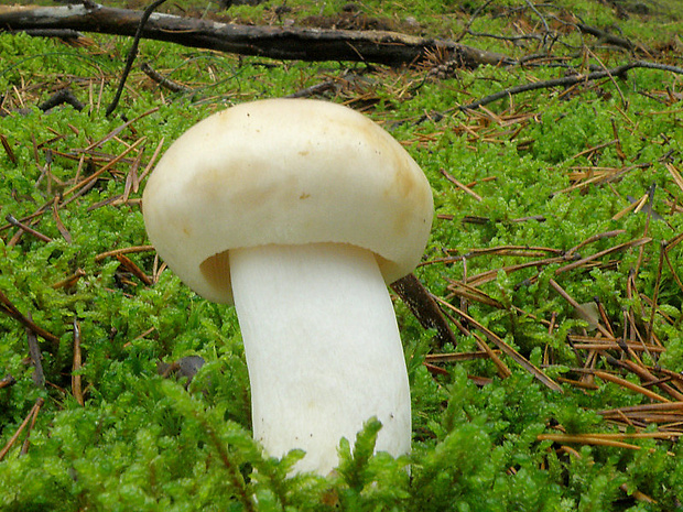 plávka Russula sp.