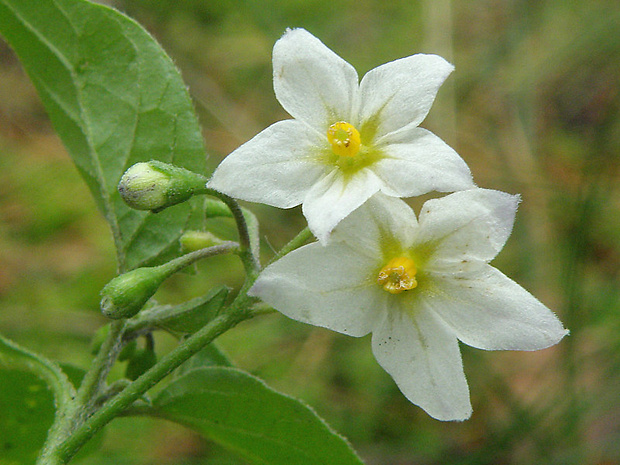 ľuľok čierny Solanum nigrum L.