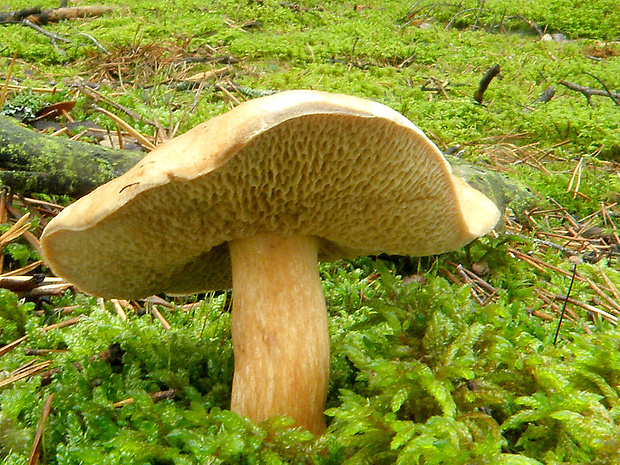 masliak kravský Suillus bovinus (Pers.) Roussel