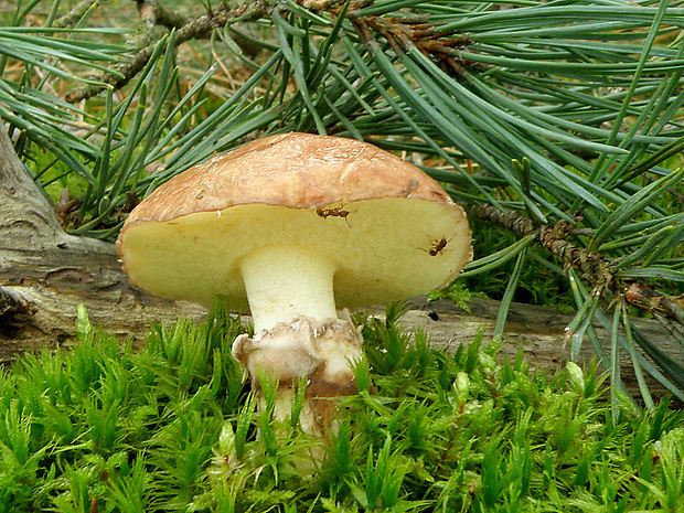 masliak obyčajný Suillus luteus (L.) Roussel