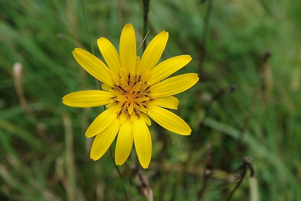 kozobrada lúčna Tragopogon pratensis L.