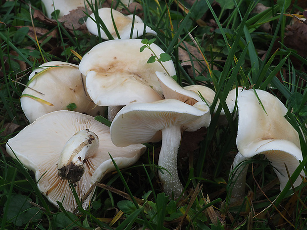 čírovka Tricholoma stiparophyllum (S. Lundell) P. Karst.