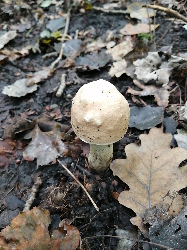 kozák topoľový Leccinum duriusculum (Schulzer ex Kalchbr.) Singer