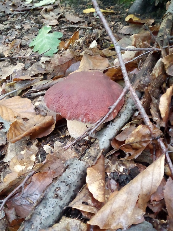 hríb sosnový Boletus pinophilus Pil. et Dermek in Pil.