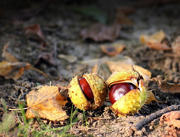 pagaštan konský Aesculus hippocastanum L.