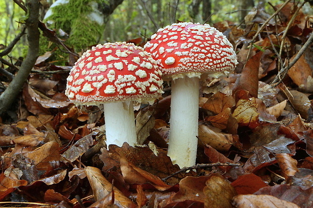 muchotrávka červená Amanita muscaria (L.) Lam.