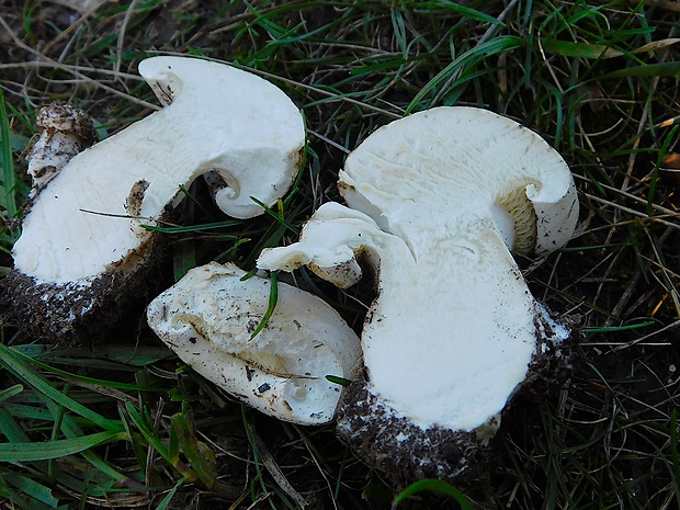 čechratec stepný Aspropaxillus lepistoides (Maire) Kühner & Maire