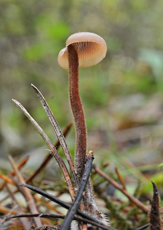 lopatovka obyčajná Auriscalpium vulgare Gray