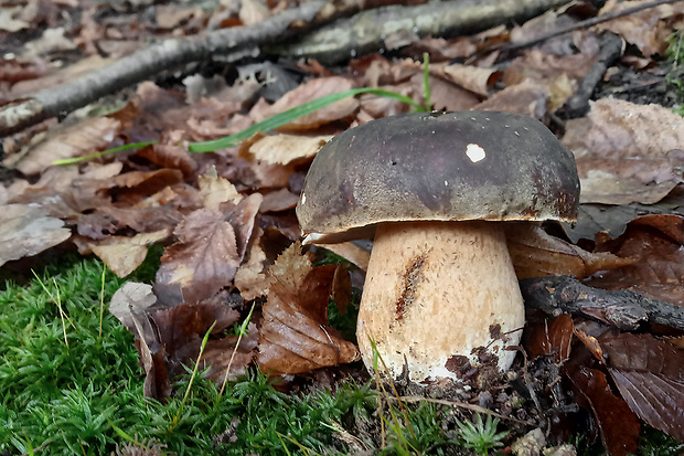 hríb bronzový Boletus aereus Bull. ex Fr.