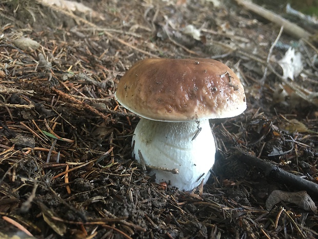 hríb smrekový Boletus edulis Bull.