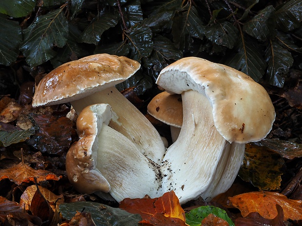 hríb smrekový Boletus edulis Bull.