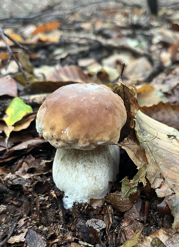 hríb smrekový Boletus edulis Bull.