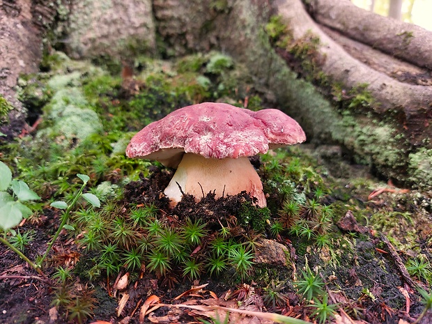 hríb sosnový Boletus pinophilus Pil. et Dermek in Pil.