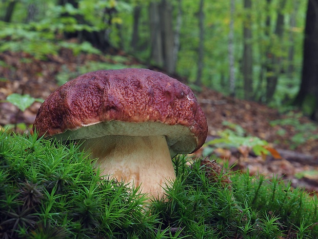 hríb sosnový Boletus pinophilus Pil. et Dermek in Pil.