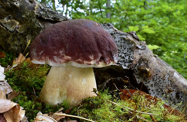 hríb sosnový Boletus pinophilus Pil. et Dermek in Pil.