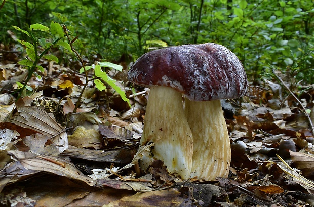 hríb sosnový Boletus pinophilus Pil. et Dermek in Pil.