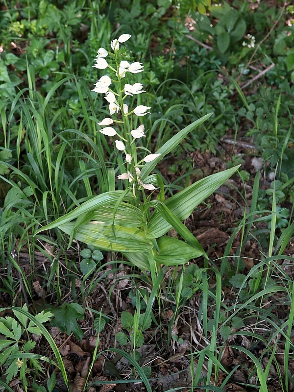 prilbovka dlholistá Cephalanthera longifolia (L.) Fritsch