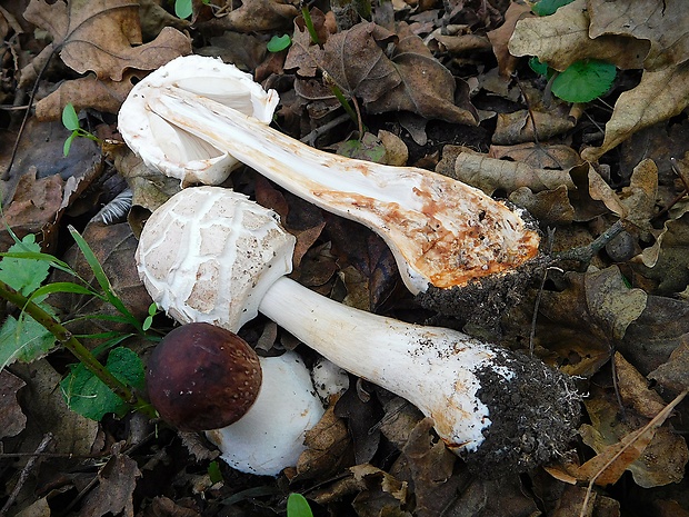 bedľa červenejúca Chlorophyllum rachodes (Vittad.) Vellinga