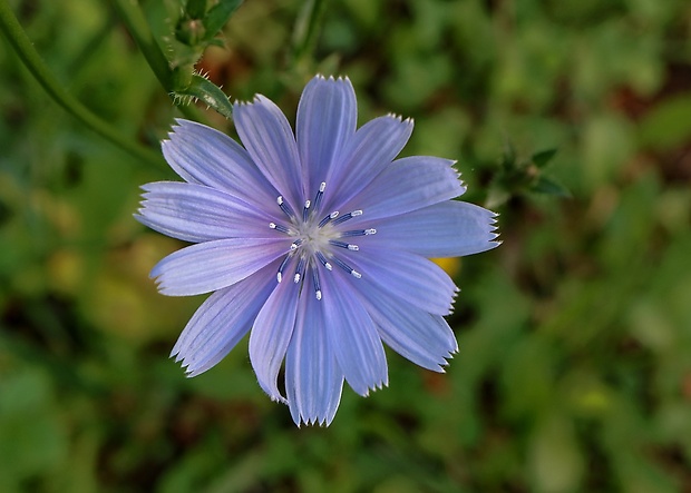 čakanka obyčajná Cichorium intybus L.