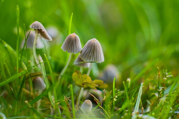 hnojník rozsiaty Coprinellus disseminatus (Pers.) J.E. Lange