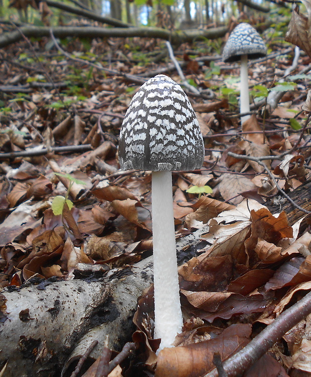 hnojník strakatý Coprinopsis picacea (Bull.) Redhead, Vilgalys & Moncalvo