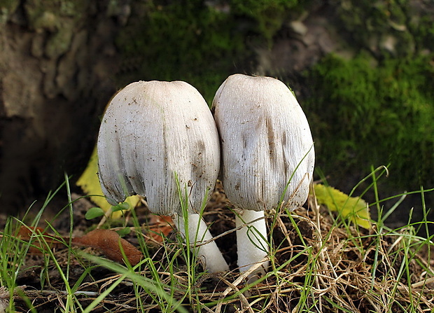 hnojník atramentový Coprinus atramentarius var. soboliferus (Fr.) Rea