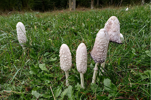 hnojník obyčajný Coprinus comatus (O.F. Müll.) Pers.