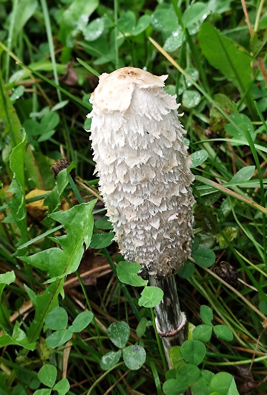 hnojník obyčajný Coprinus comatus (O.F. Müll.) Pers.