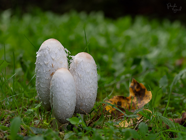 hnojník obyčajný Coprinus comatus (O.F. Müll.) Pers.