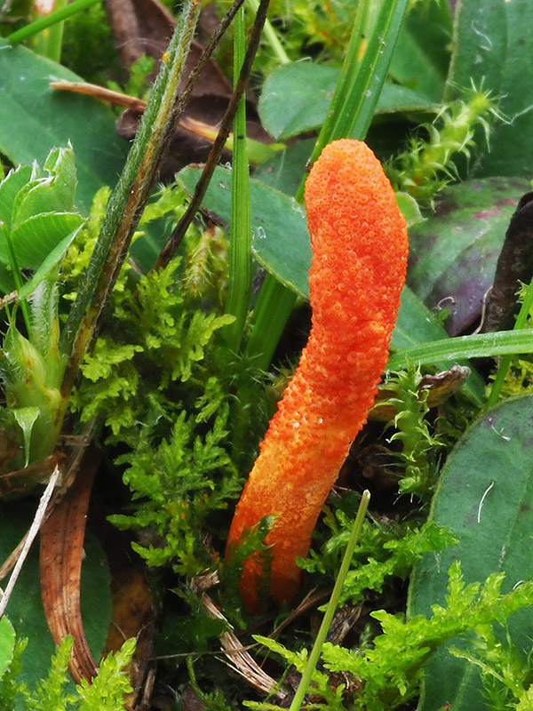 žezlovka hmyzová Cordyceps militaris (Fr.) Link