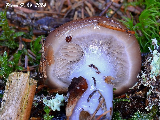 pavučinovec Cortinarius sp.