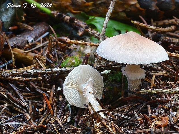 zrnivka páchnuca Cystoderma carcharias (Pers.) Fayod