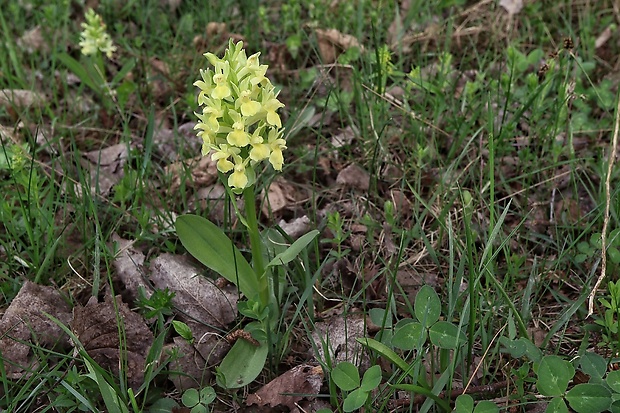 vstavačovec bazový Dactylorhiza sambucina (L.) Soó