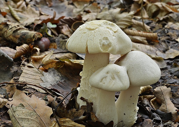 hodvábnica veľká Entoloma sinuatum (Bull.) P. Kumm.