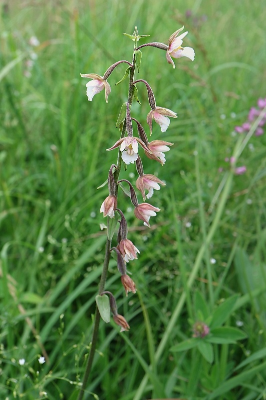 kruštík močiarny Epipactis palustris (L.) Crantz