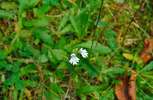 očianka Euphrasia sp.