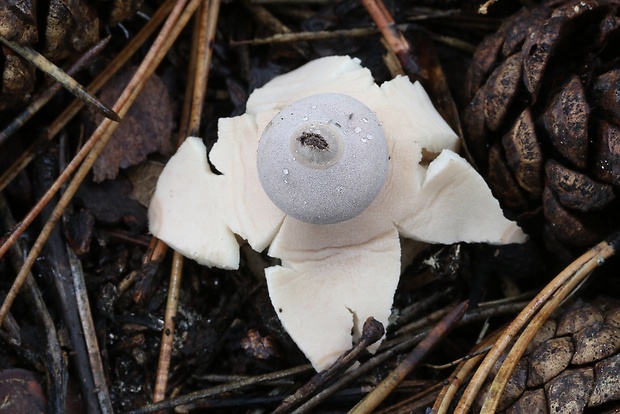 hviezdovka Geastrum britannicum J.C. Zamora