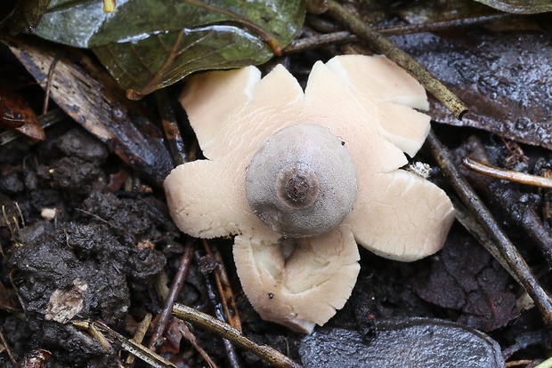 hviezdovka Geastrum britannicum J.C. Zamora