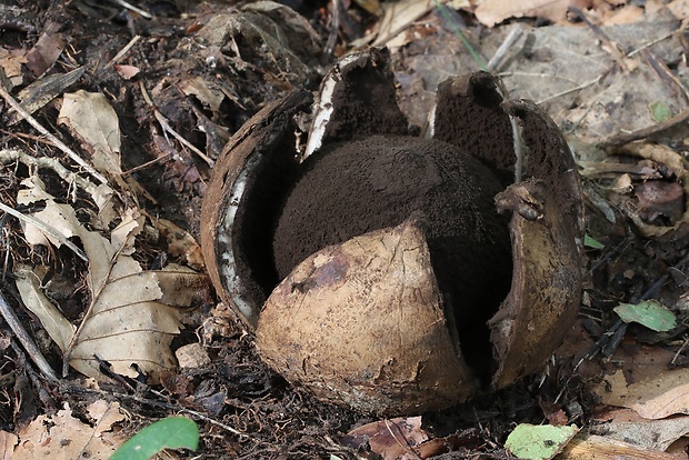 hviezdovka vlasatá Geastrum melanocephalum (Czern.) V.J. Staněk