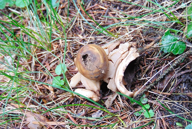 hviezdovka Geastrum sp.