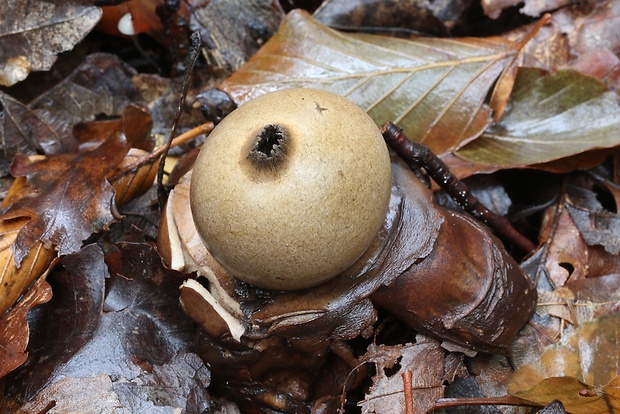 hviezdovka trojitá Geastrum triplex Jungh.