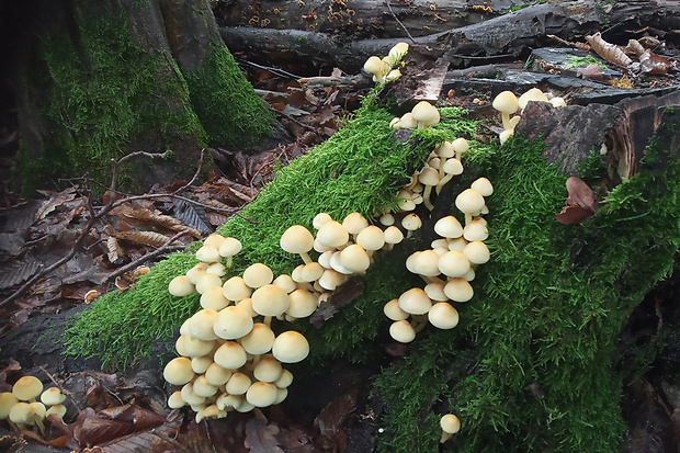 strapcovka zväzkovitá Hypholoma fasciculare (Huds.) P. Kumm.