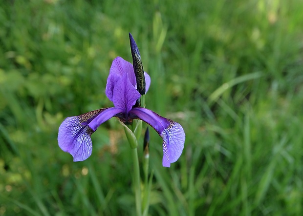 kosatec sibírsky Iris sibirica L.