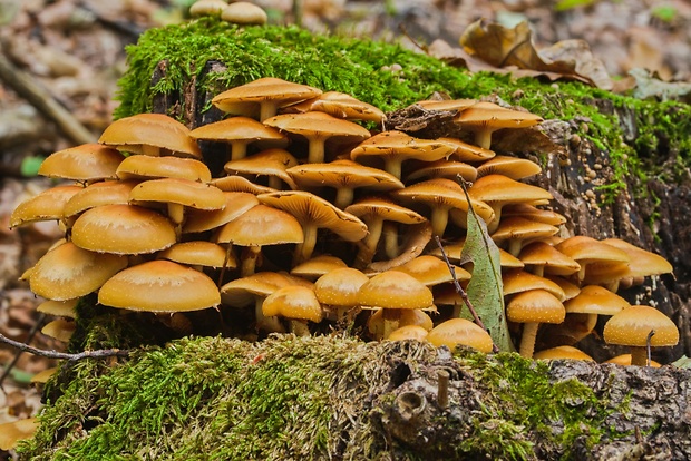 šupinačka menlivá Kuehneromyces mutabilis (Schaeff.) Singer & A.H. Sm.