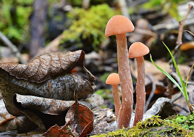 lakovka dvojfarebná Laccaria bicolor (Maire) P.D. Orton