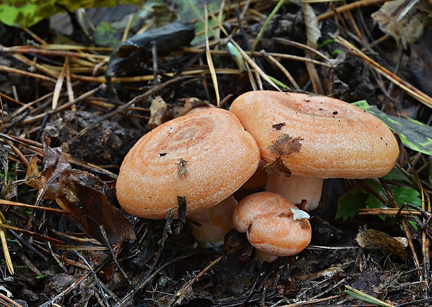 rýdzik pravý Lactarius deliciosus (L.) Gray