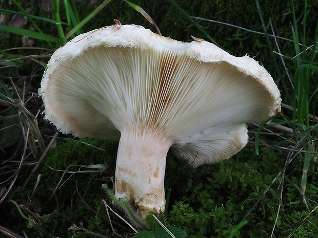 rýdzik chĺpkatý Lactarius pubescens (Fr.) Fr.