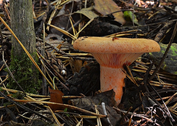 rýdzik oranžovokrvavý Lactarius semisanguifluus R. Heim & Leclair